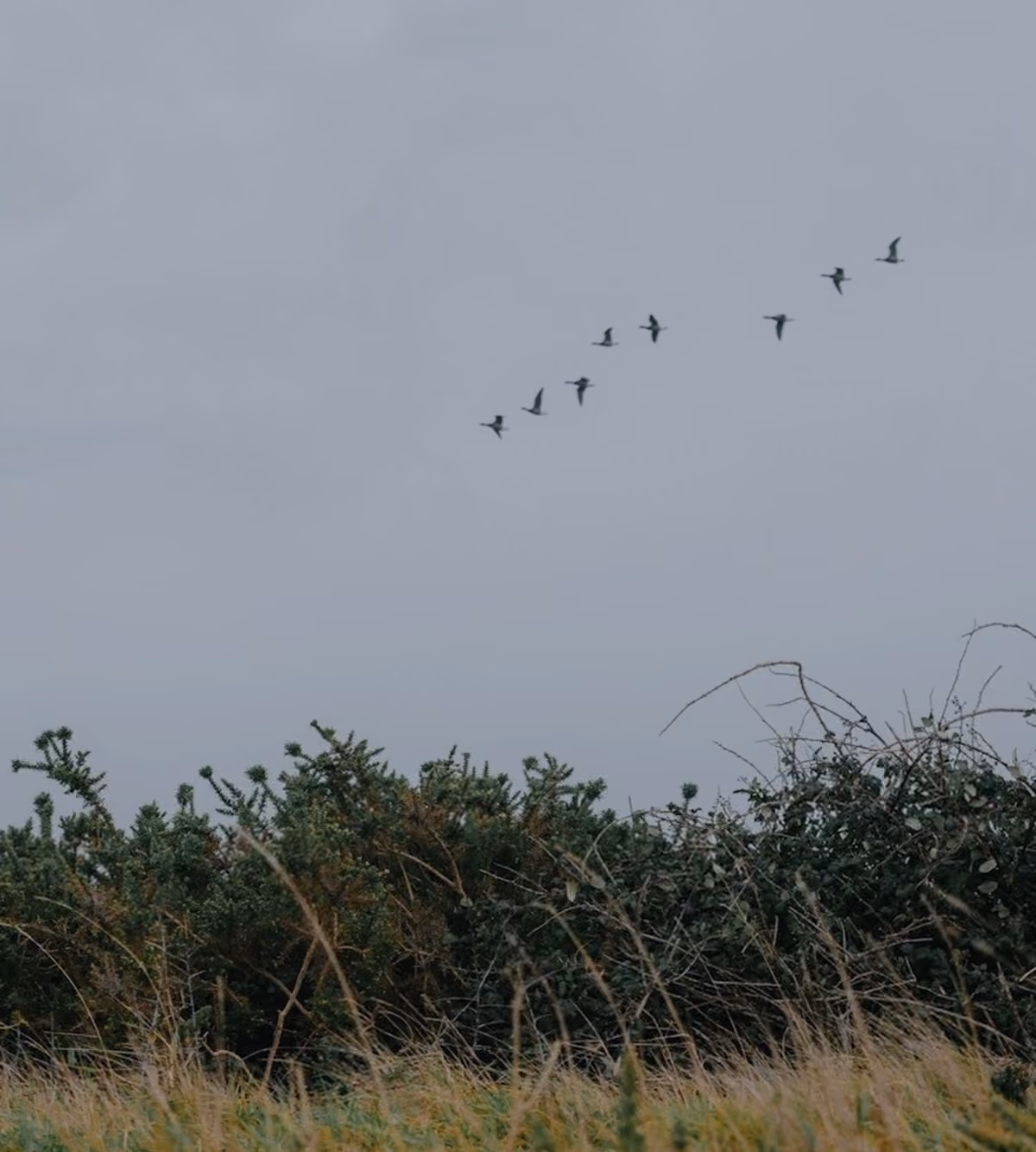 birds flying above hedge