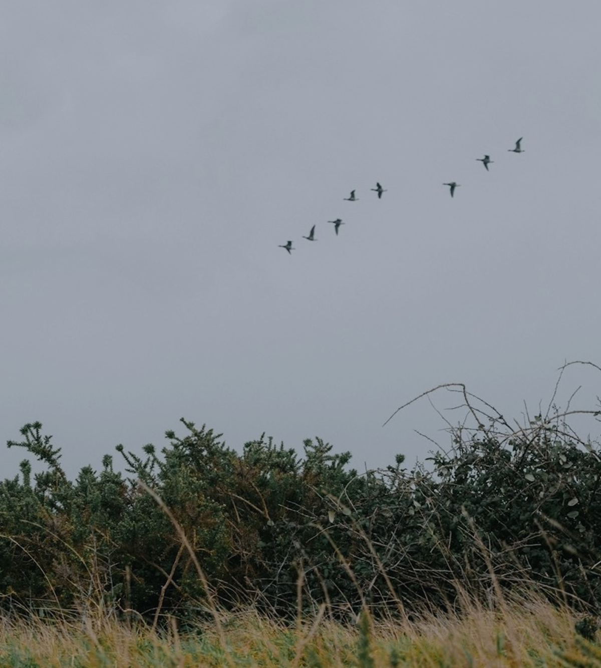 birds flying above hedge