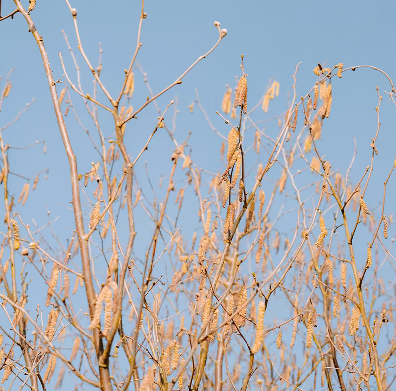blue sky vegetation