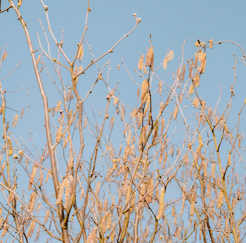 blue sky vegetation