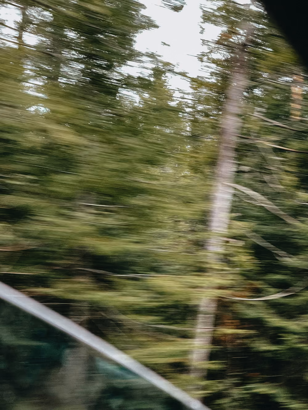 driving through forrest