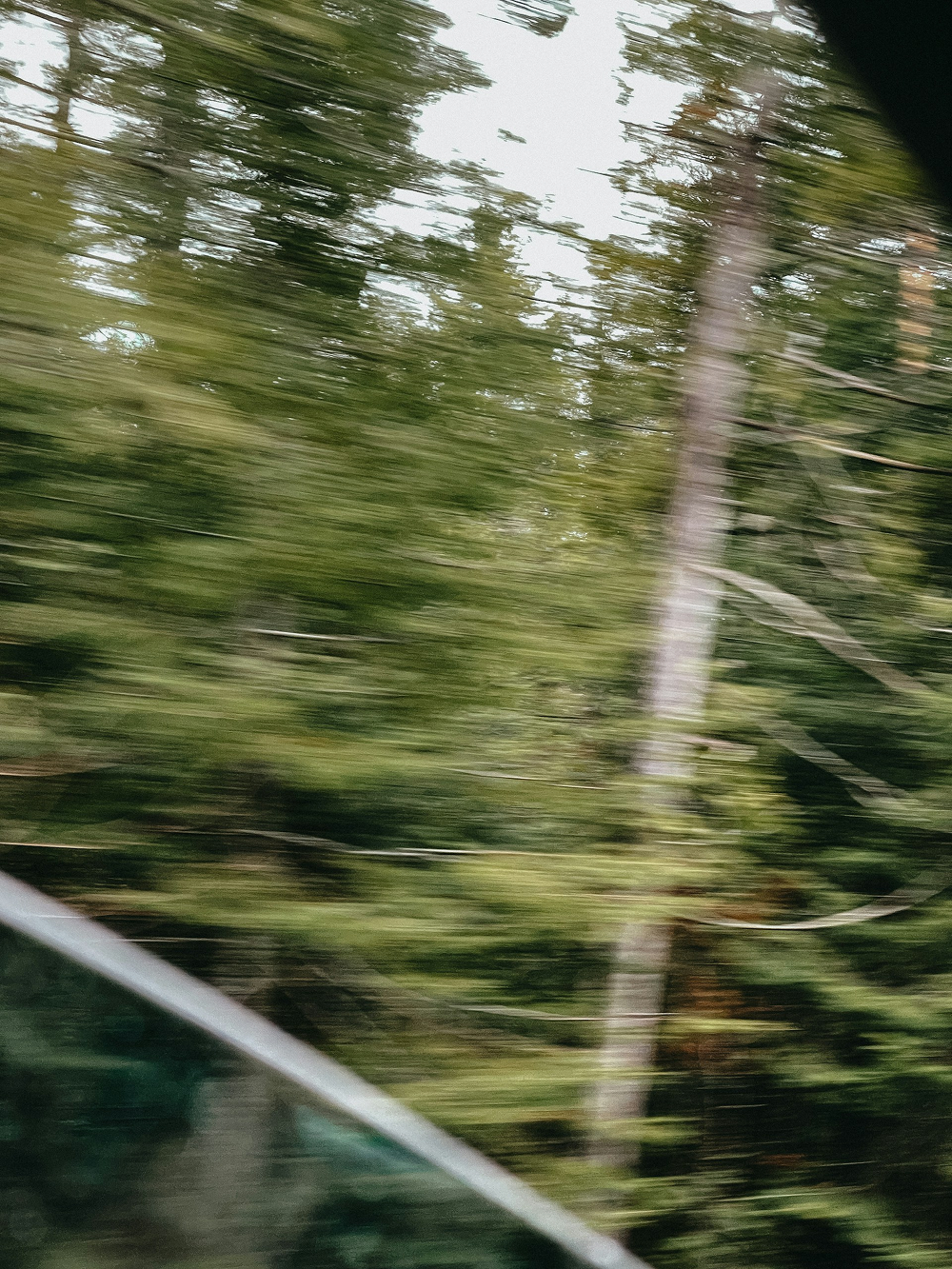 driving through forrest