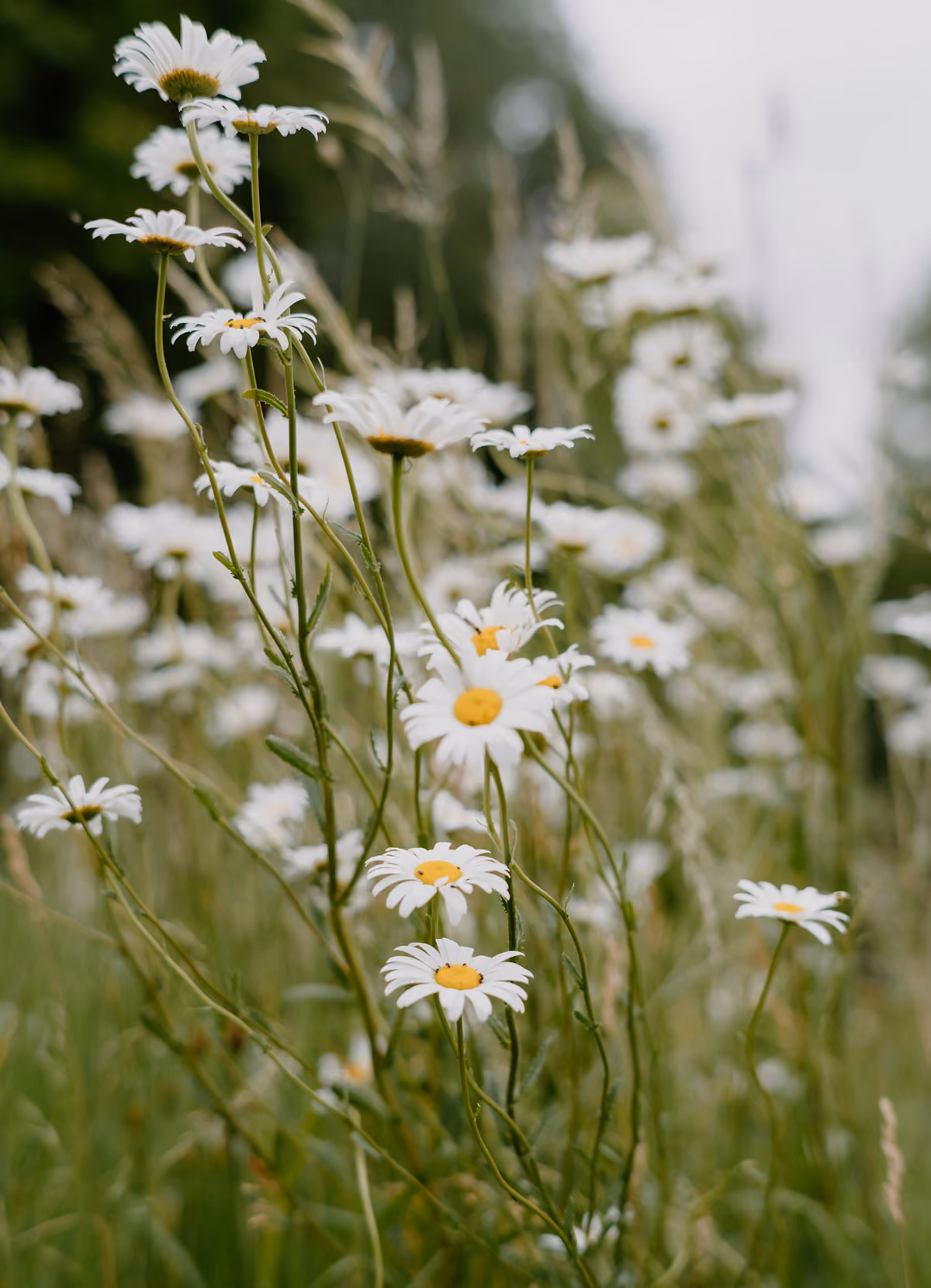 wild daisies in grass