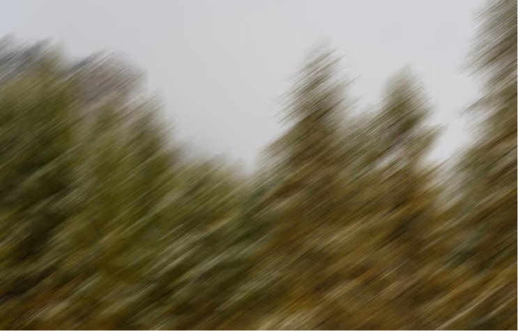green trees in forrest blurry