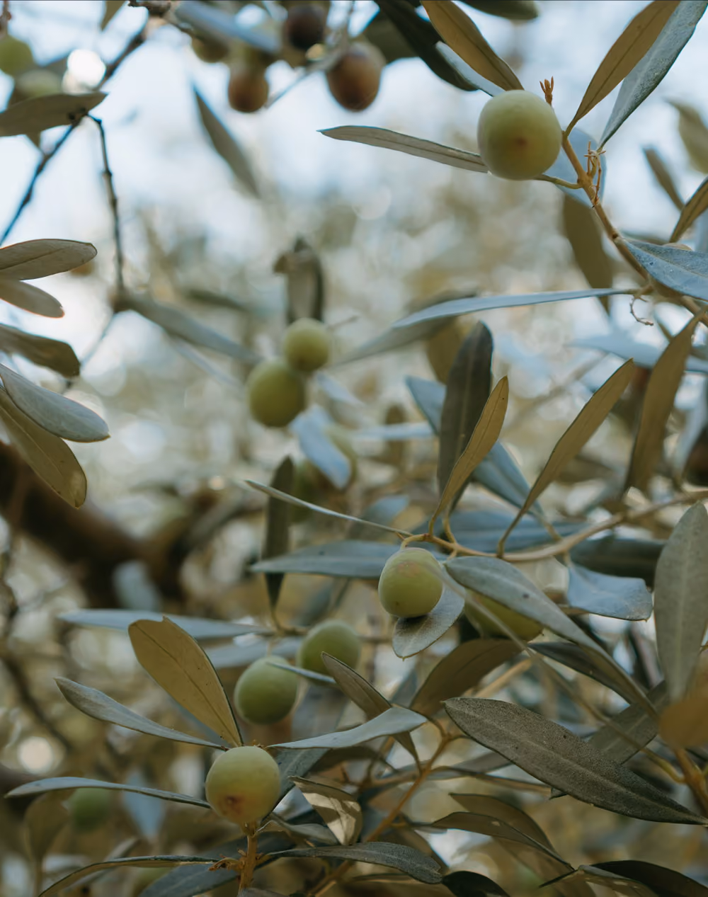 close up of olives in tree