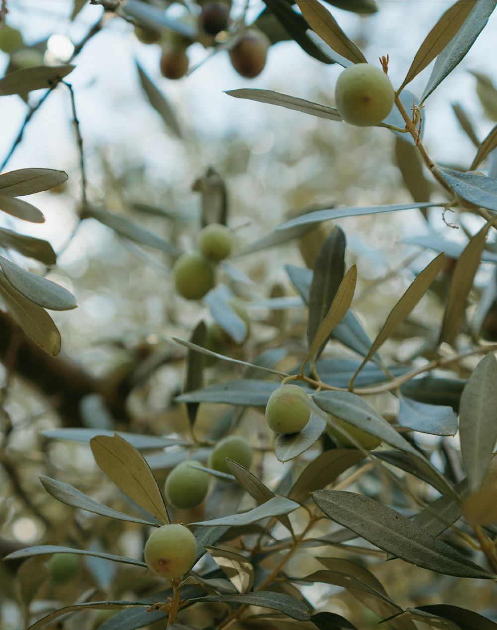 close up of olives in tree