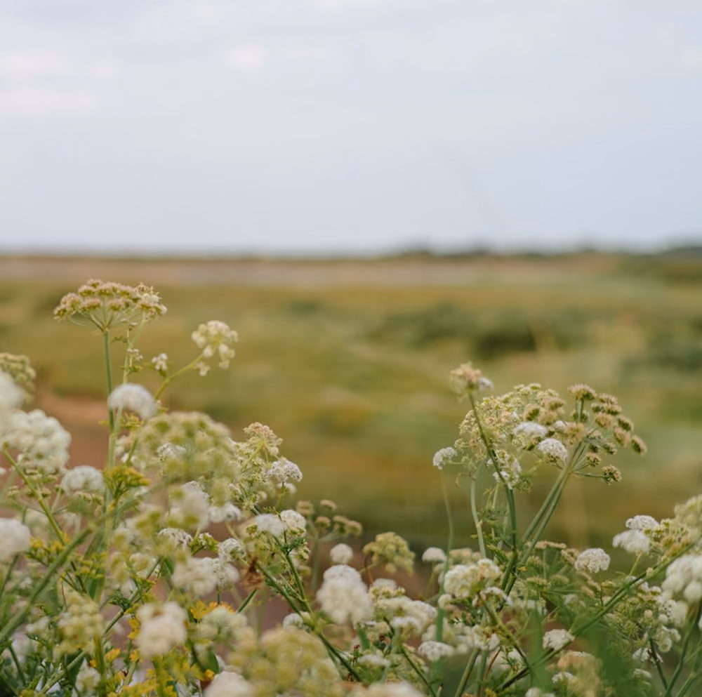 close up of australian wild flowers on farm