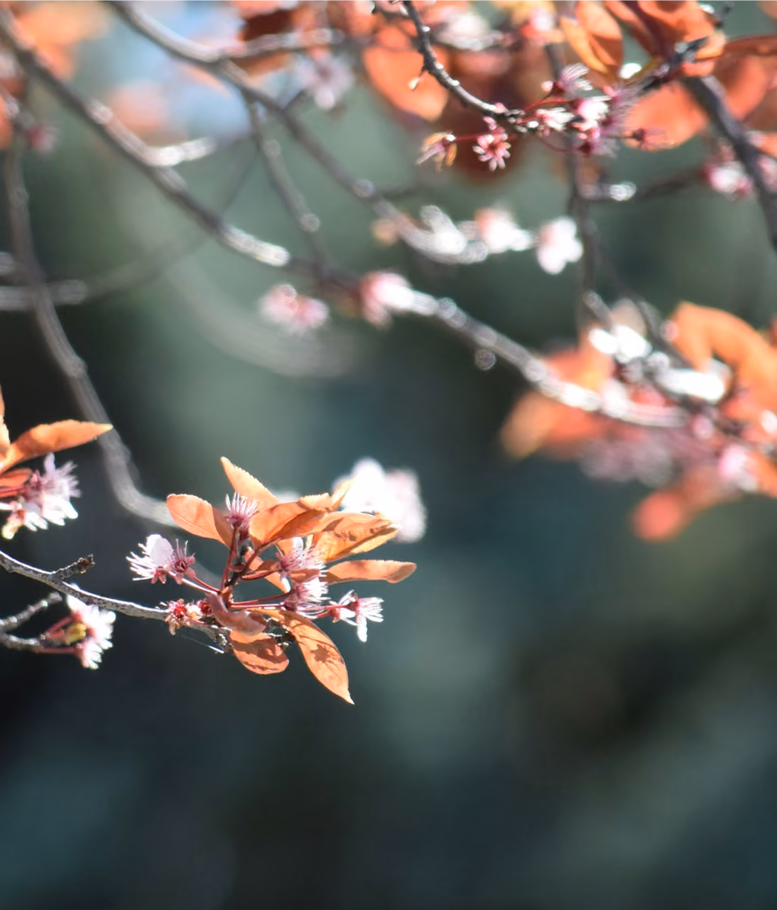 blurry-aus-pink-blossoms-on-tree