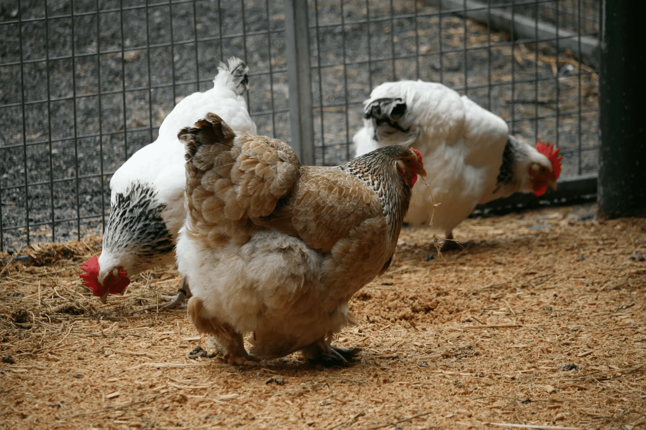 Sabong breeding masterclass