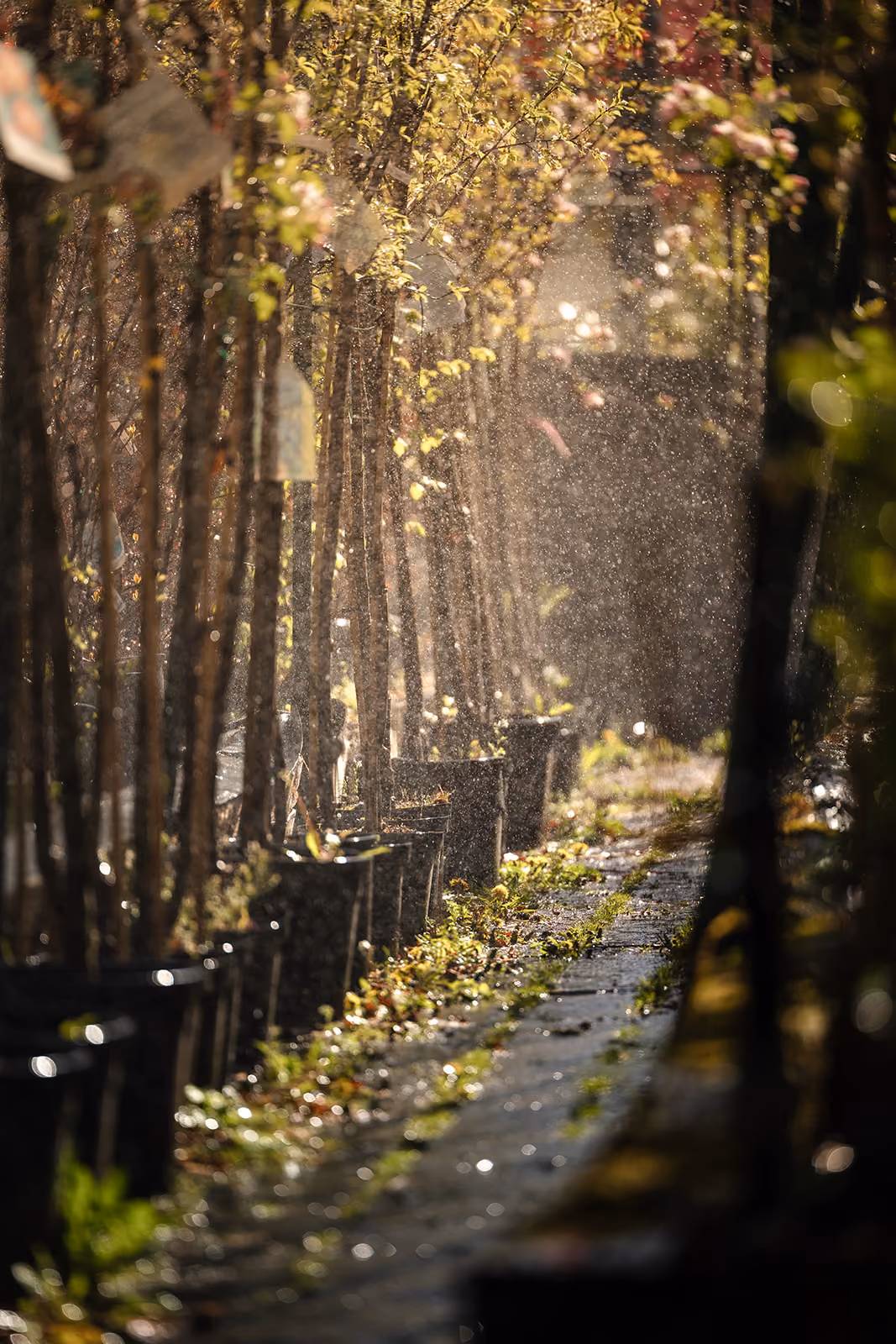 Reihe junger Bäume in Pflanzkübeln entlang eines gepflasterten Weges, die von Sonnenlicht beleuchtet werden und von feinem Wasser besprüht werden.