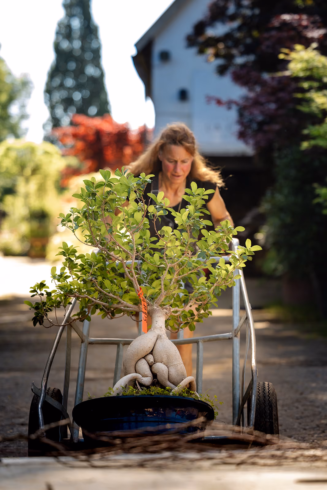 Frau schiebt eine Sackkarre mit einem Bonsai-Baum mit auffälligen dicken Wurzeln im Topf auf einem Gehweg, unscharfer Hintergrund mit Haus und Bäumen.