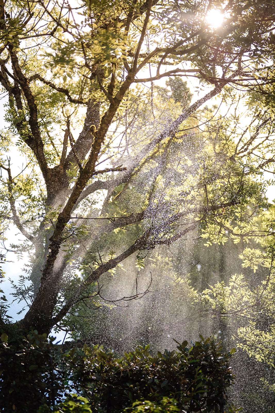Sonnenlicht strahlt durch die Blätter eines Baumes und beleuchtet feinen Sprühnebel, der im Licht schimmert.