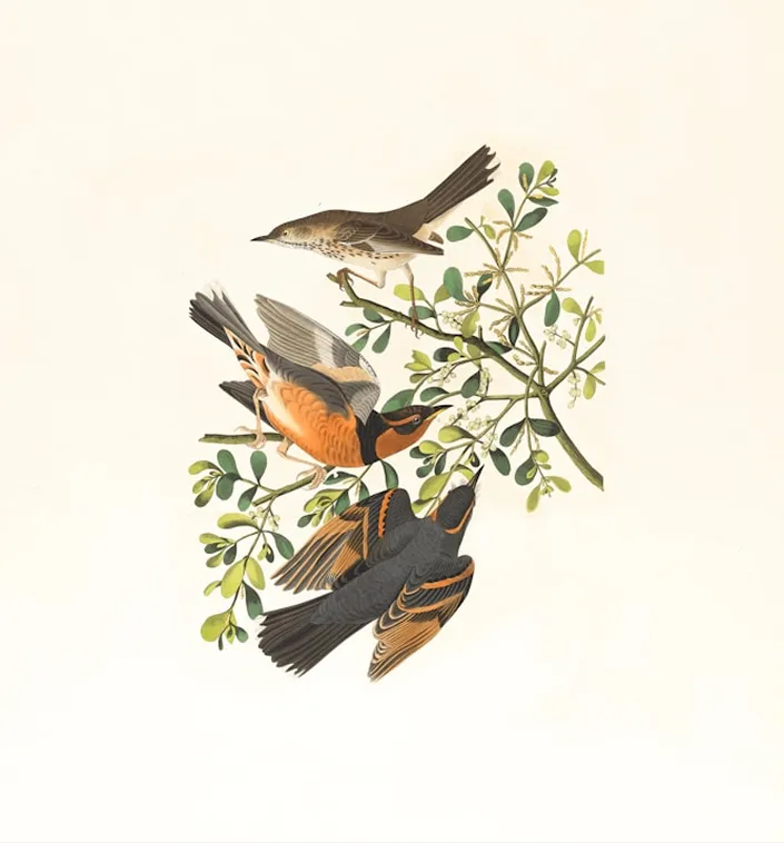 Illustration of three varied birds perched and flying near a leafy branch with flowers.