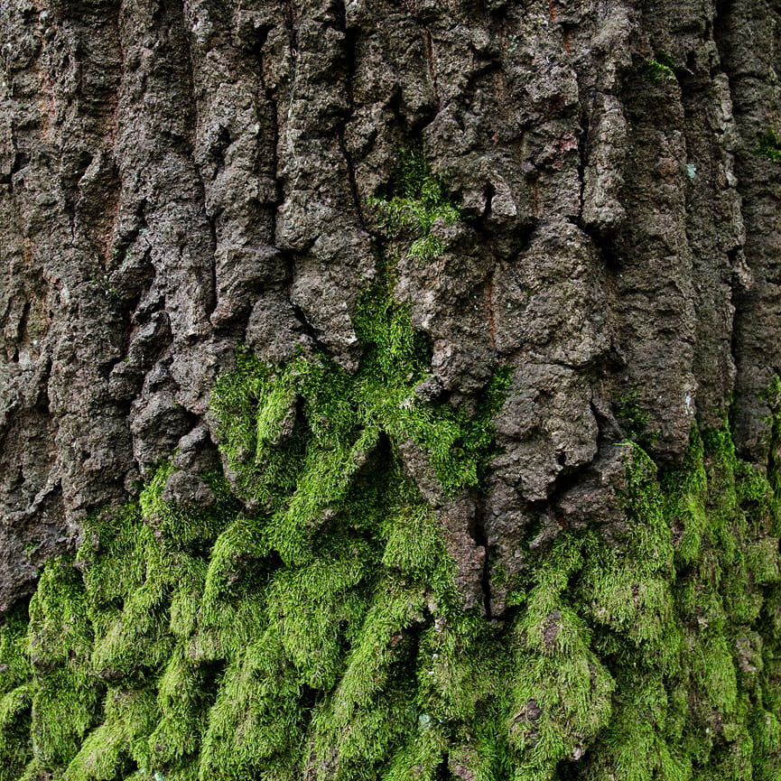 | exakta