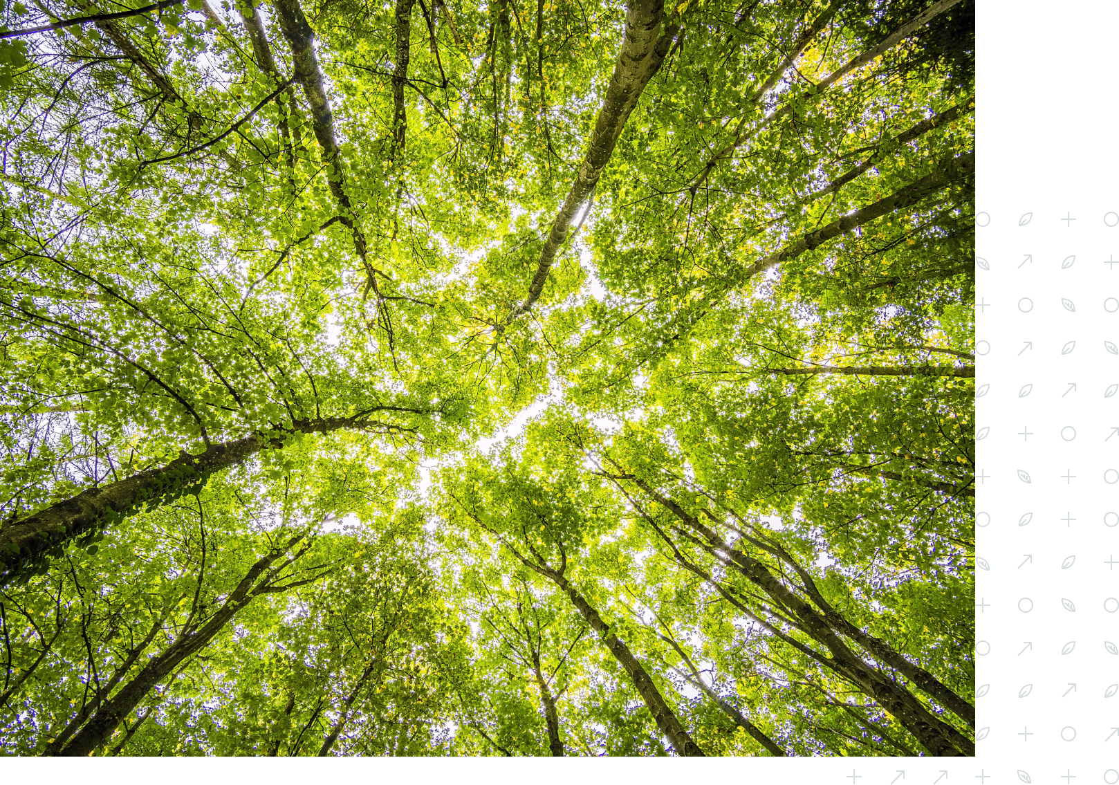 View looking up at tall trees with lush green leaves forming a canopy in daylight.