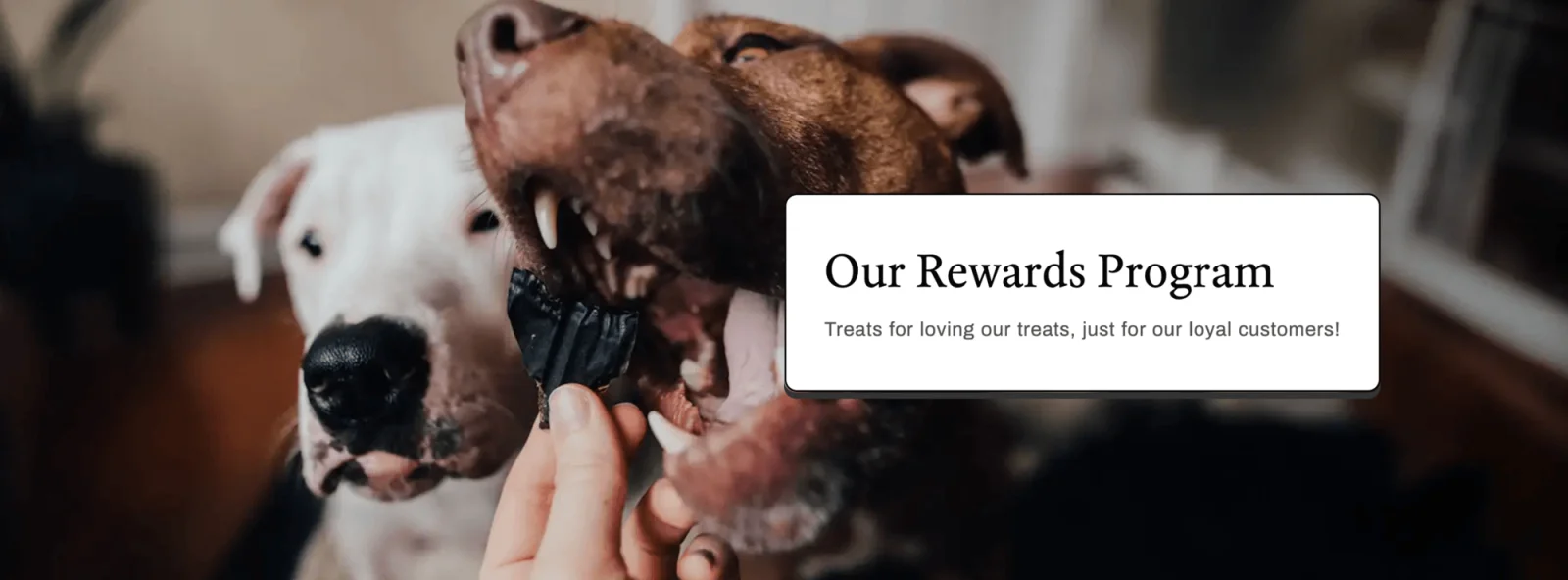 Farm Hounds rewards page banner: two dogs reaching for a treat beside the heading Our Rewards Program