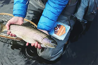 Person in blue jacket holding a freshly caught trout fish over water.