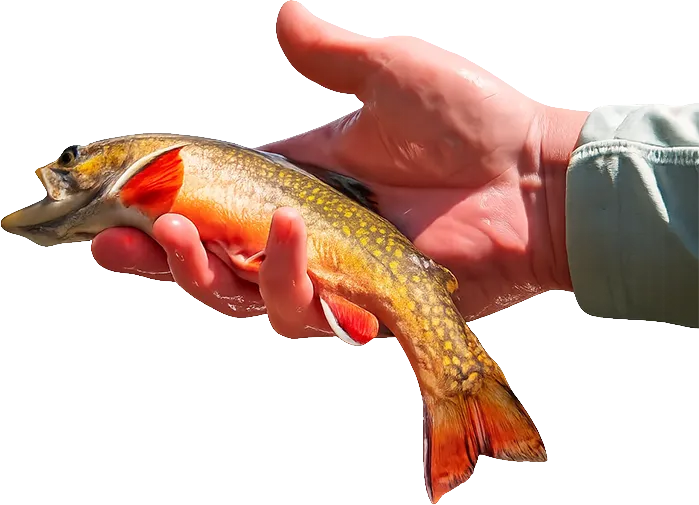 Hand holding a small fish with orange fins and a speckled yellow and brown body.