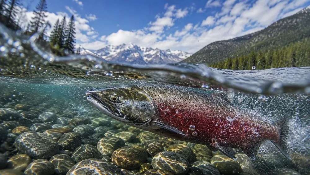 A colorful fish swimming underwater above round stones with mountains and trees in the background.