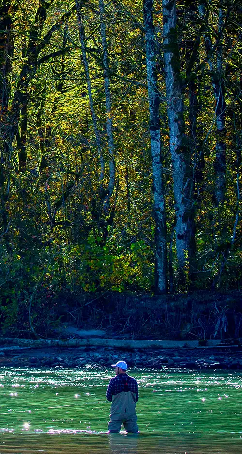 Person fly fishing in river with dense green forest in the background under sunlight.