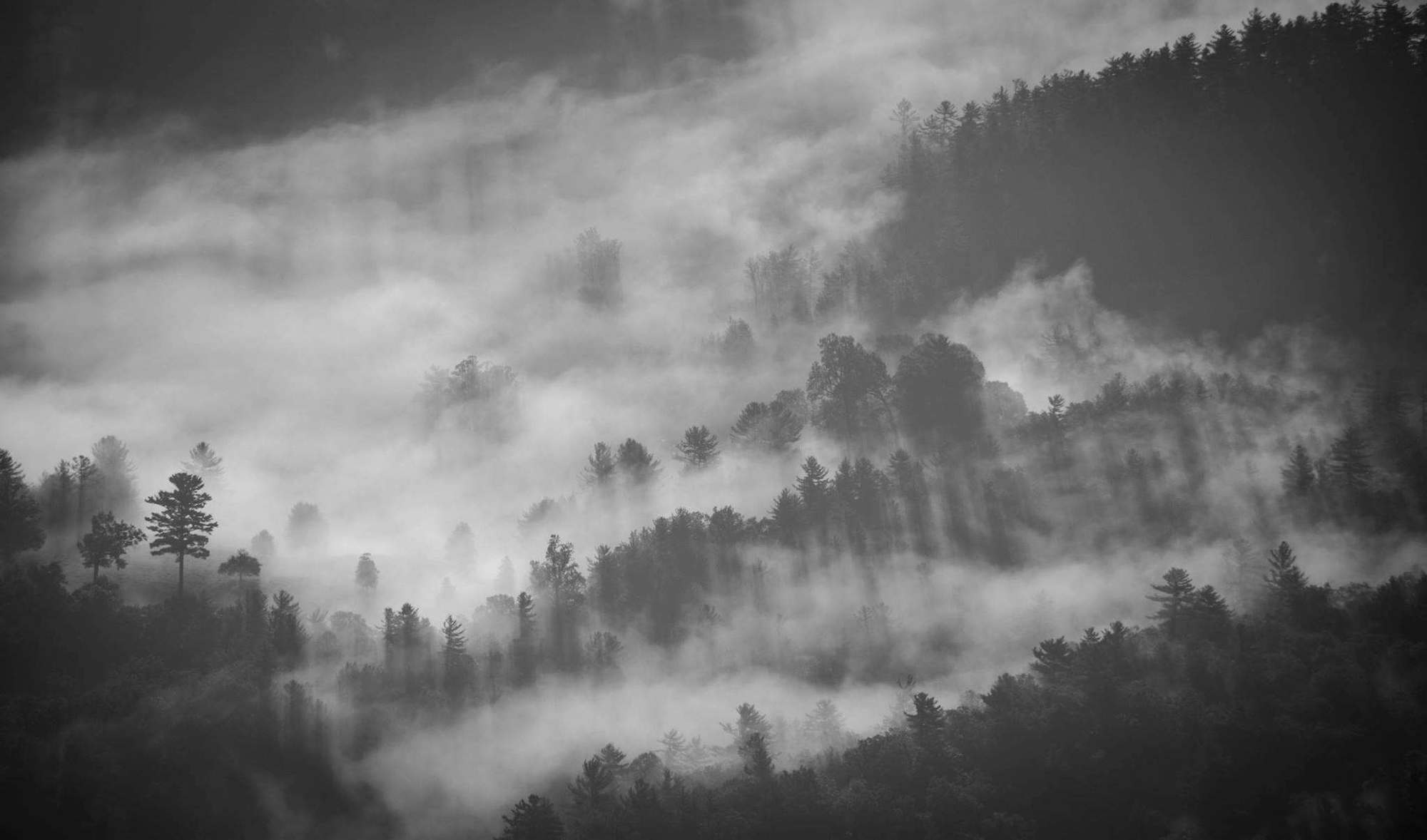 A Photo By Frances Gunn. Unsplash.com/photos/8bmnurlvr6m