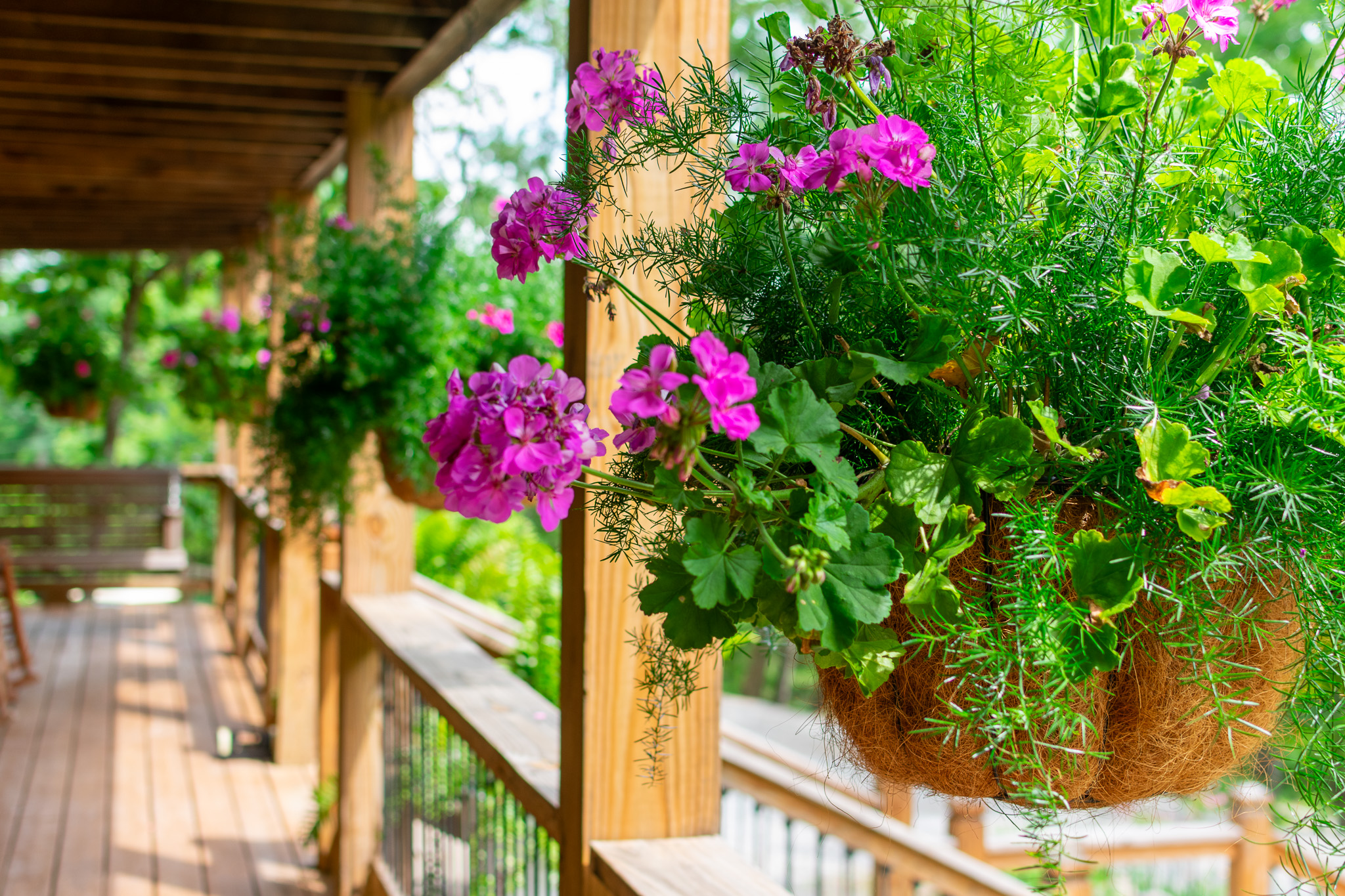 Close-up of pink flowers and green foliage in a hanging basket on a wooden porch.
