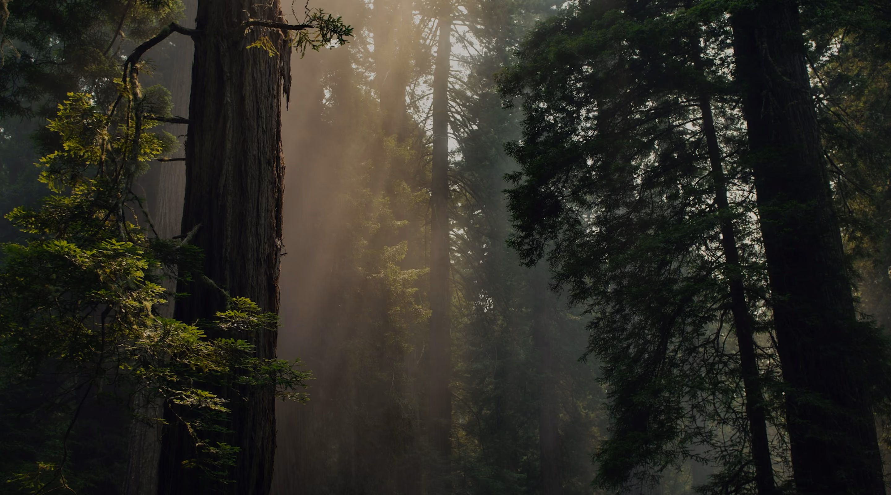 Redwood forest