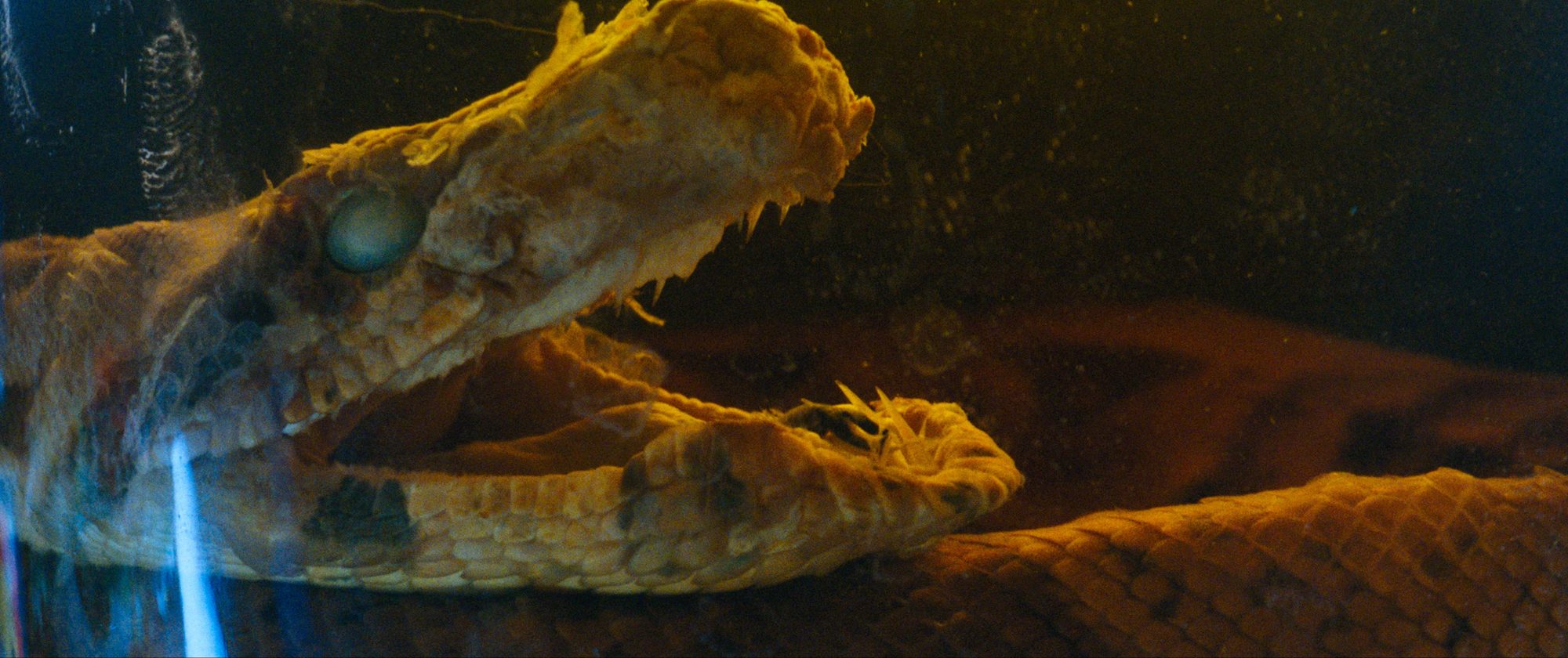 Still from She Loved Blossoms More