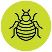 An icon of a bug