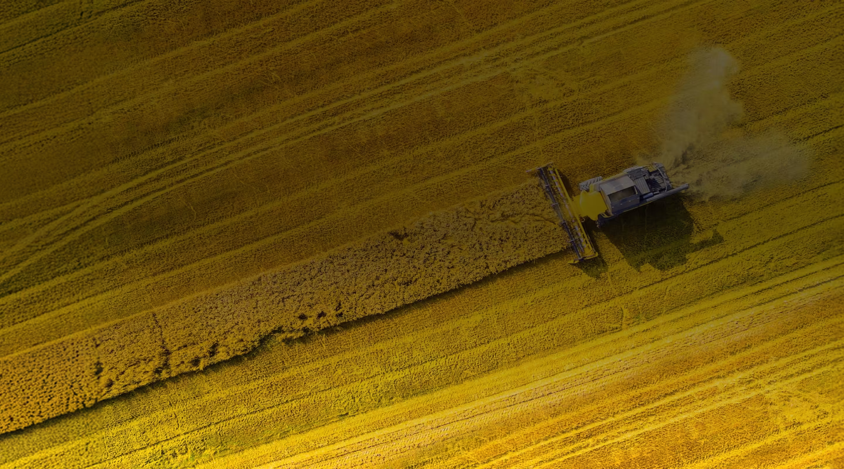 Aerial view of a combine harvester cutting yellow crops in a large field.