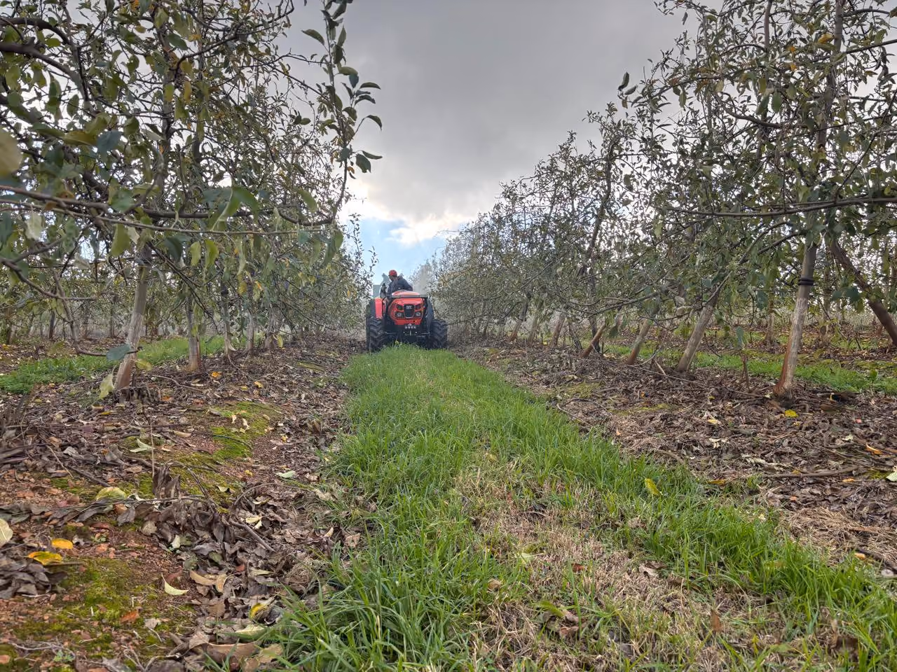 Farmer driving a red tractor between rows of leafy orchard trees under a cloudy sky.