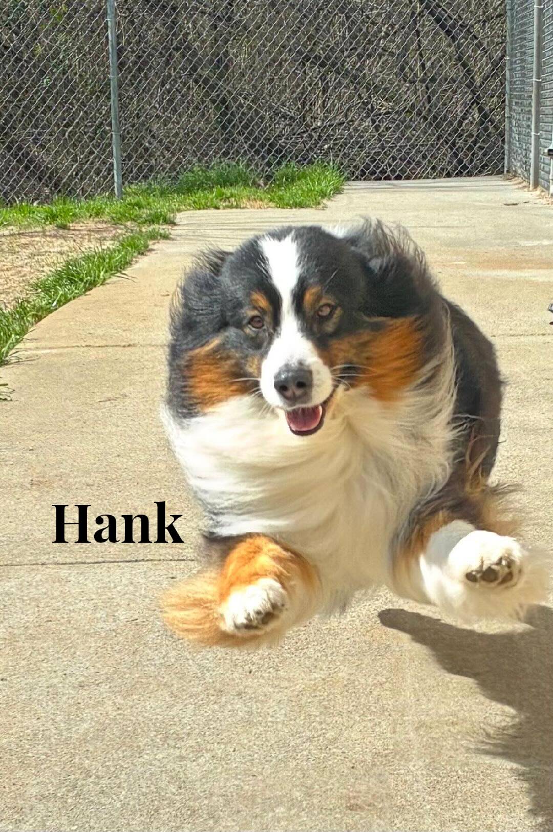 Hank, a happy tricolor dog with black, white, and tan markings, running on concrete