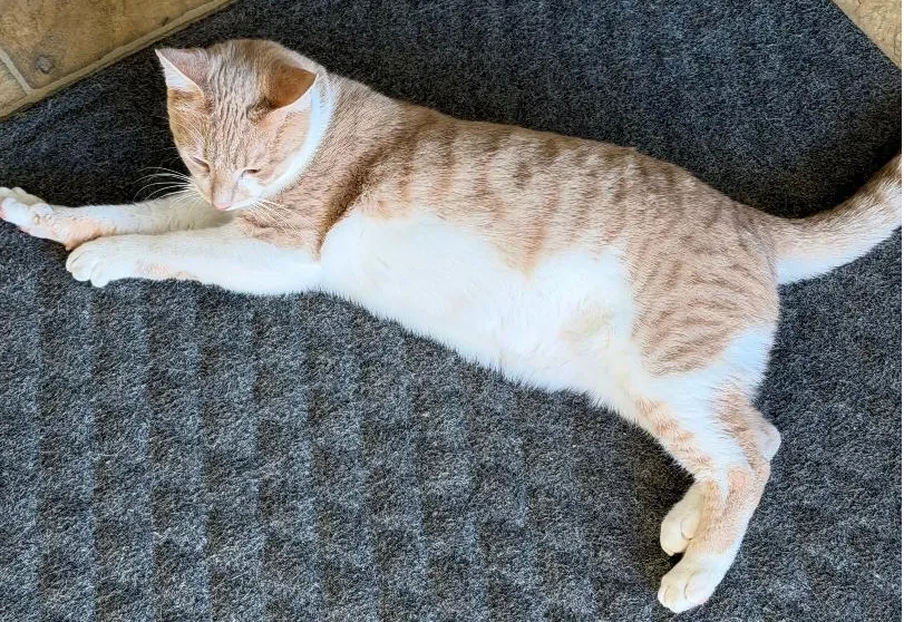 Orange and white tabby cat stretching lazily on dark gray carpet floor