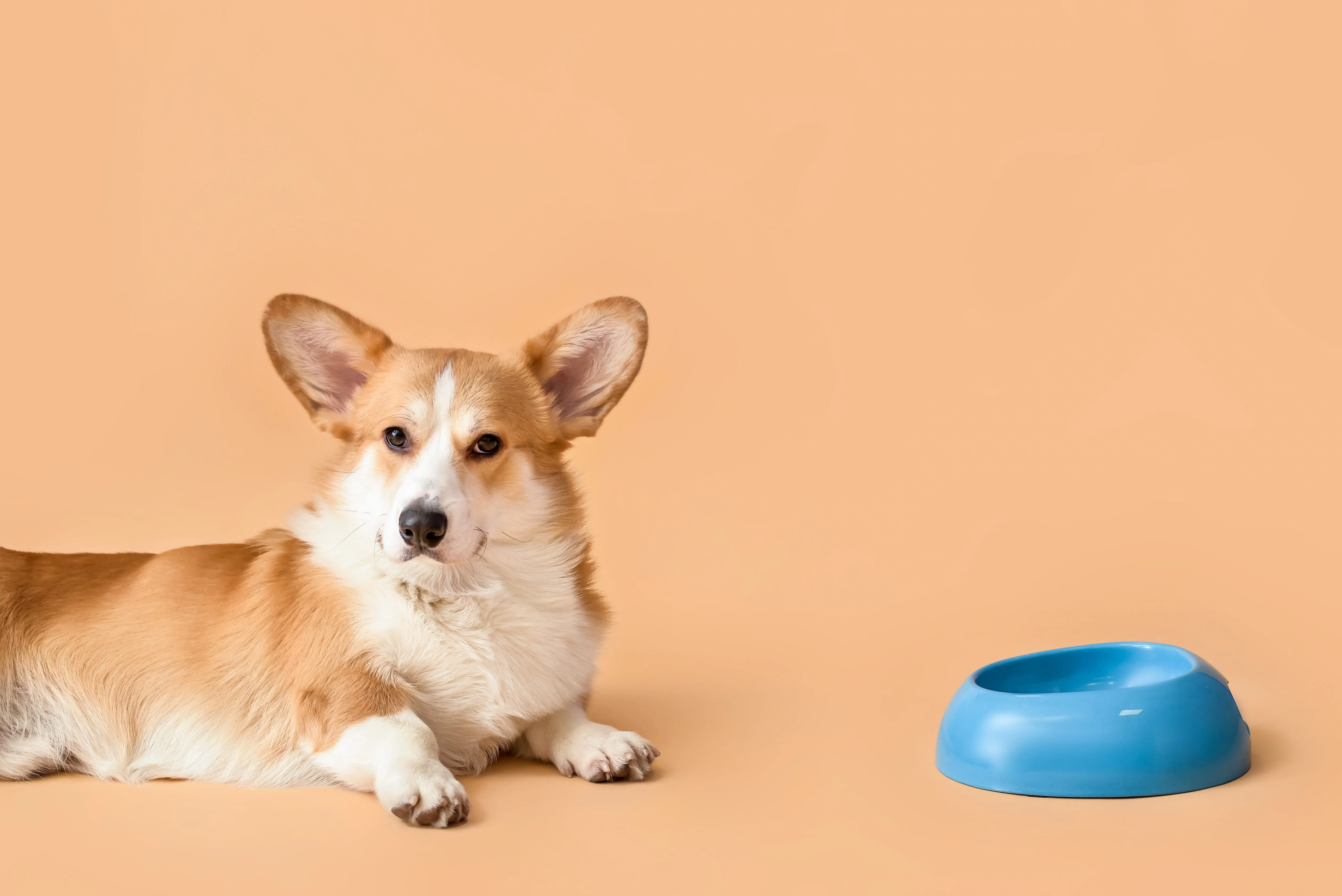Corgi sitting next to empty blue food bowl against peach background