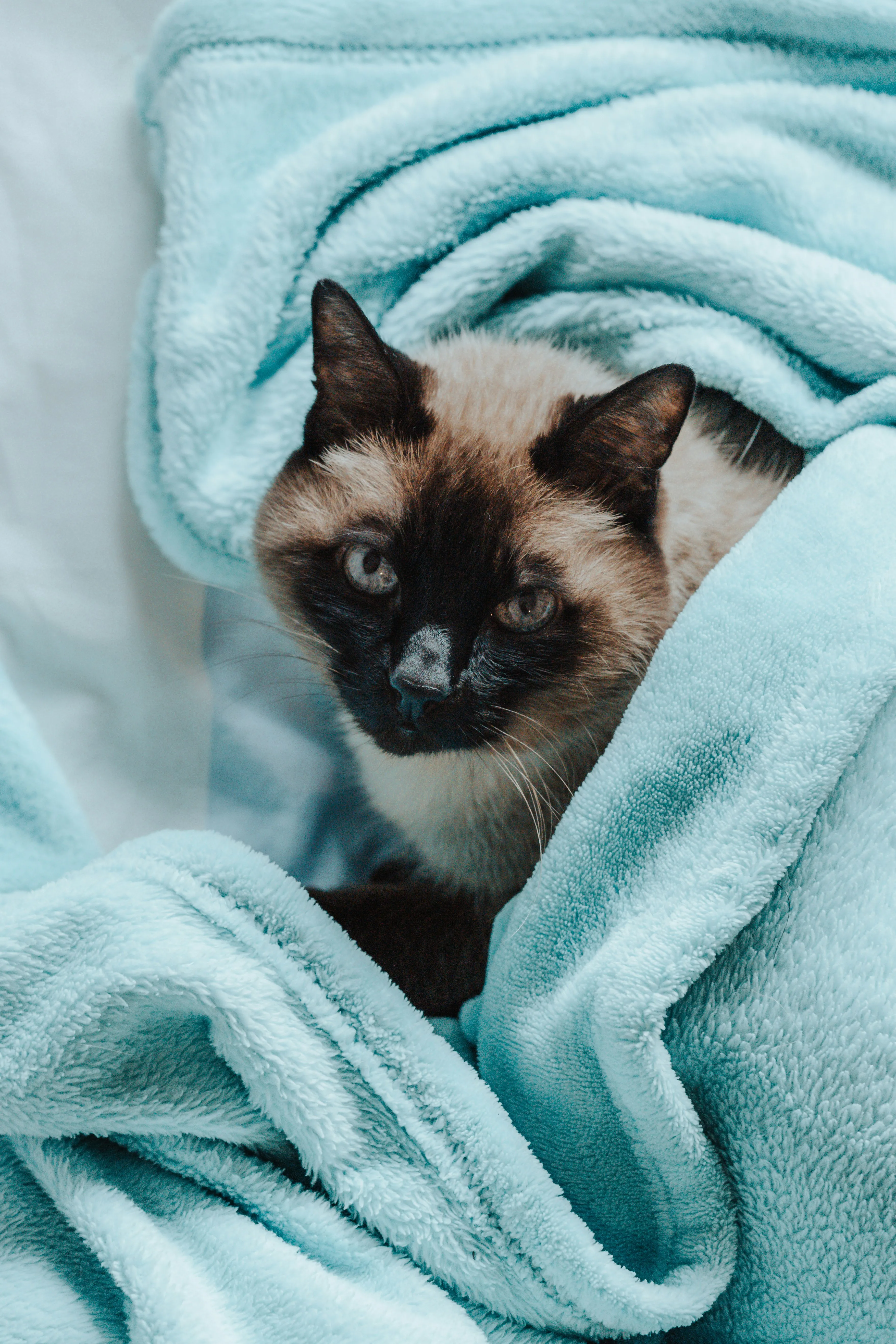 Siamese cat wrapped in soft turquoise blue towels, looking directly at camera
