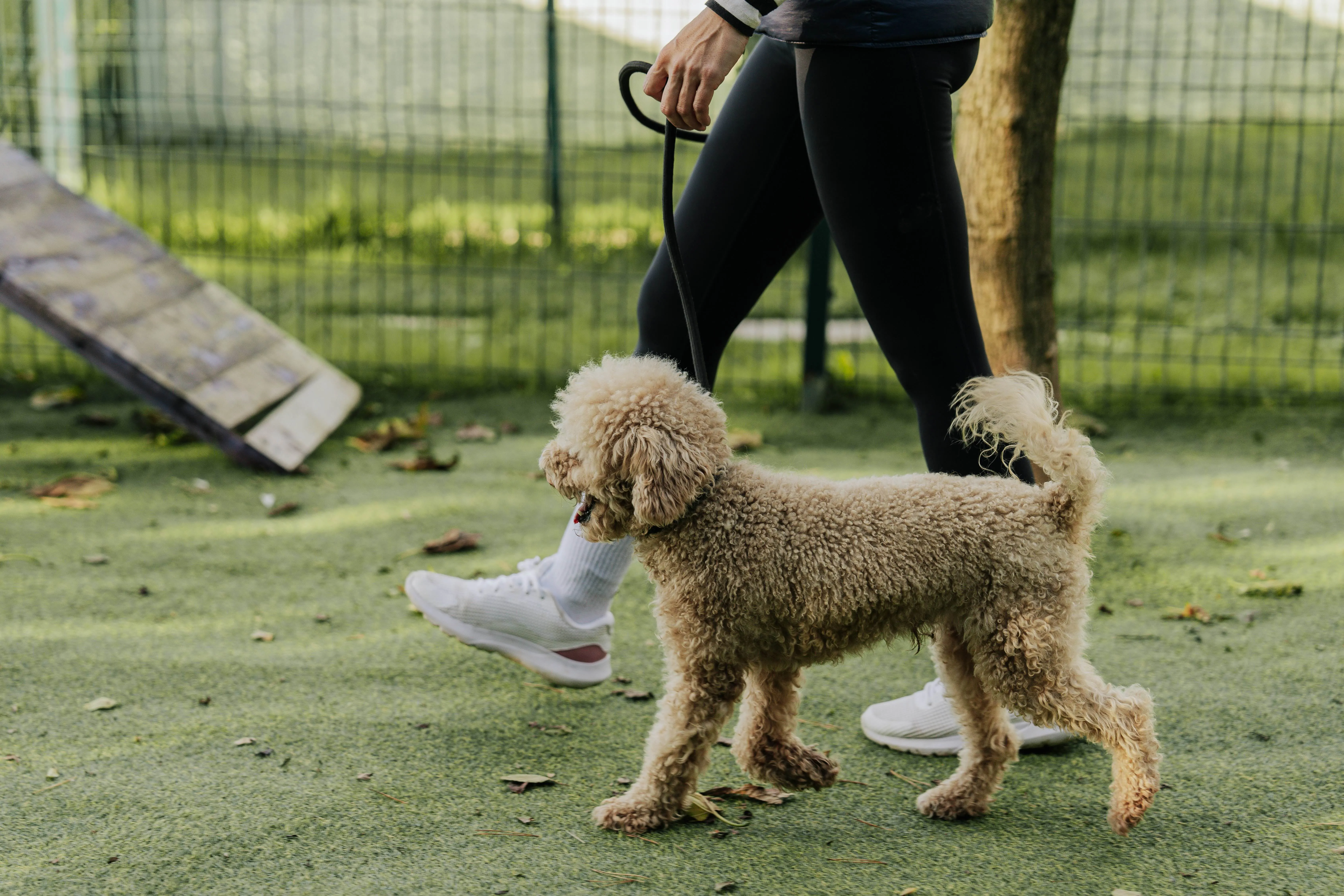 Person walking small tan curly-haired dog on leash in park