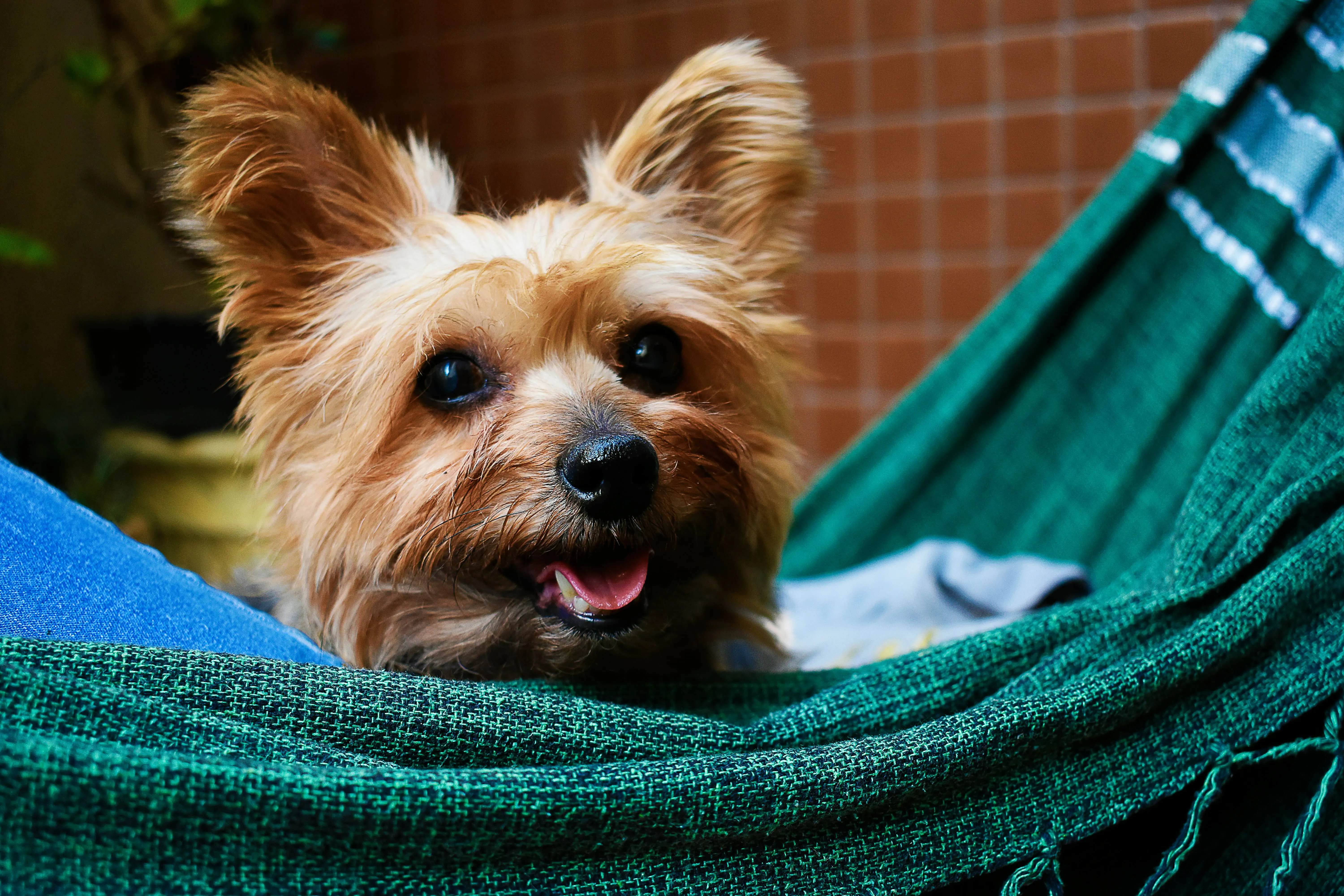 Small tan and white dog relaxing in a green hammock outdoors