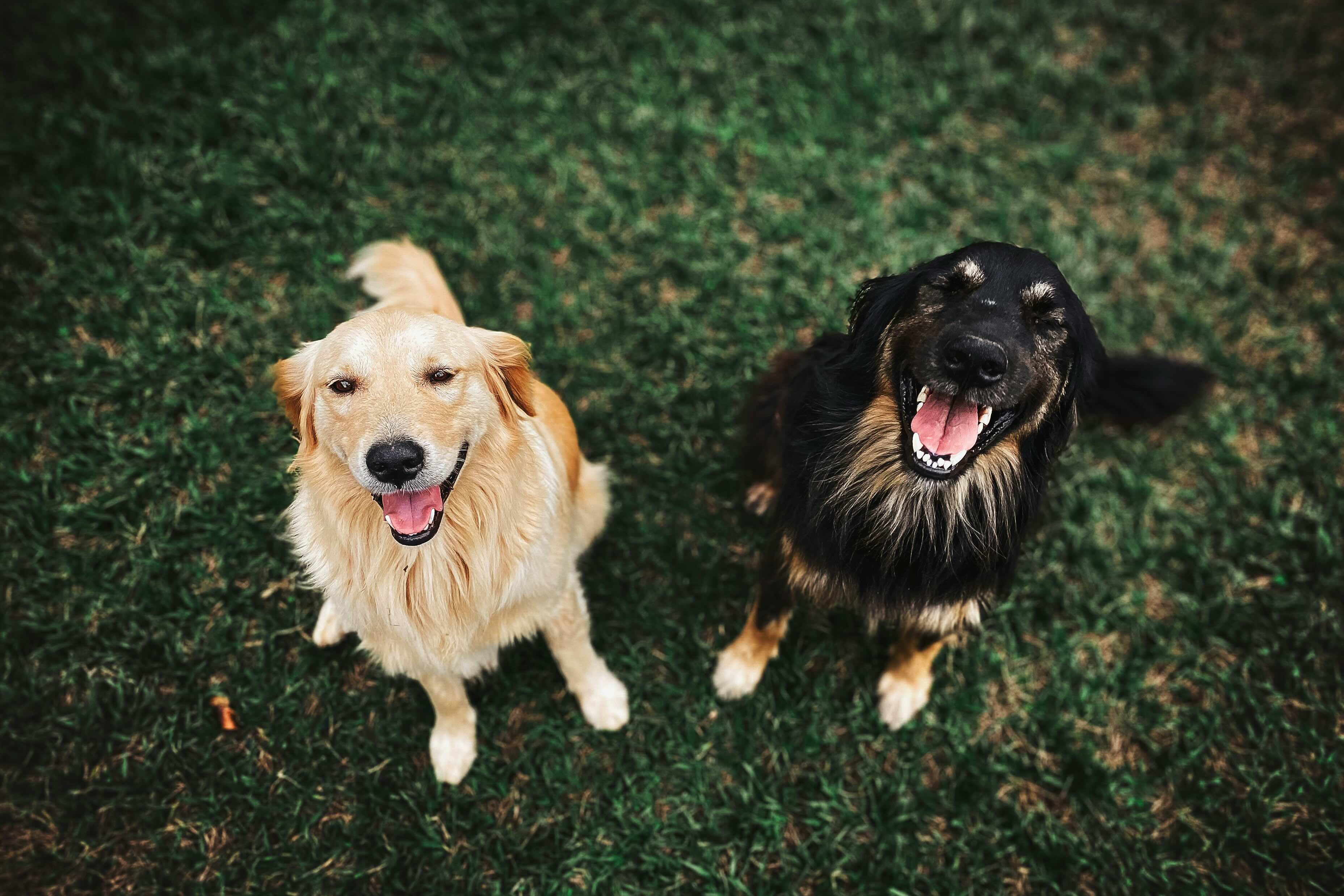 Two happy dogs sitting together on green grass, one golden and one black with tan markings.