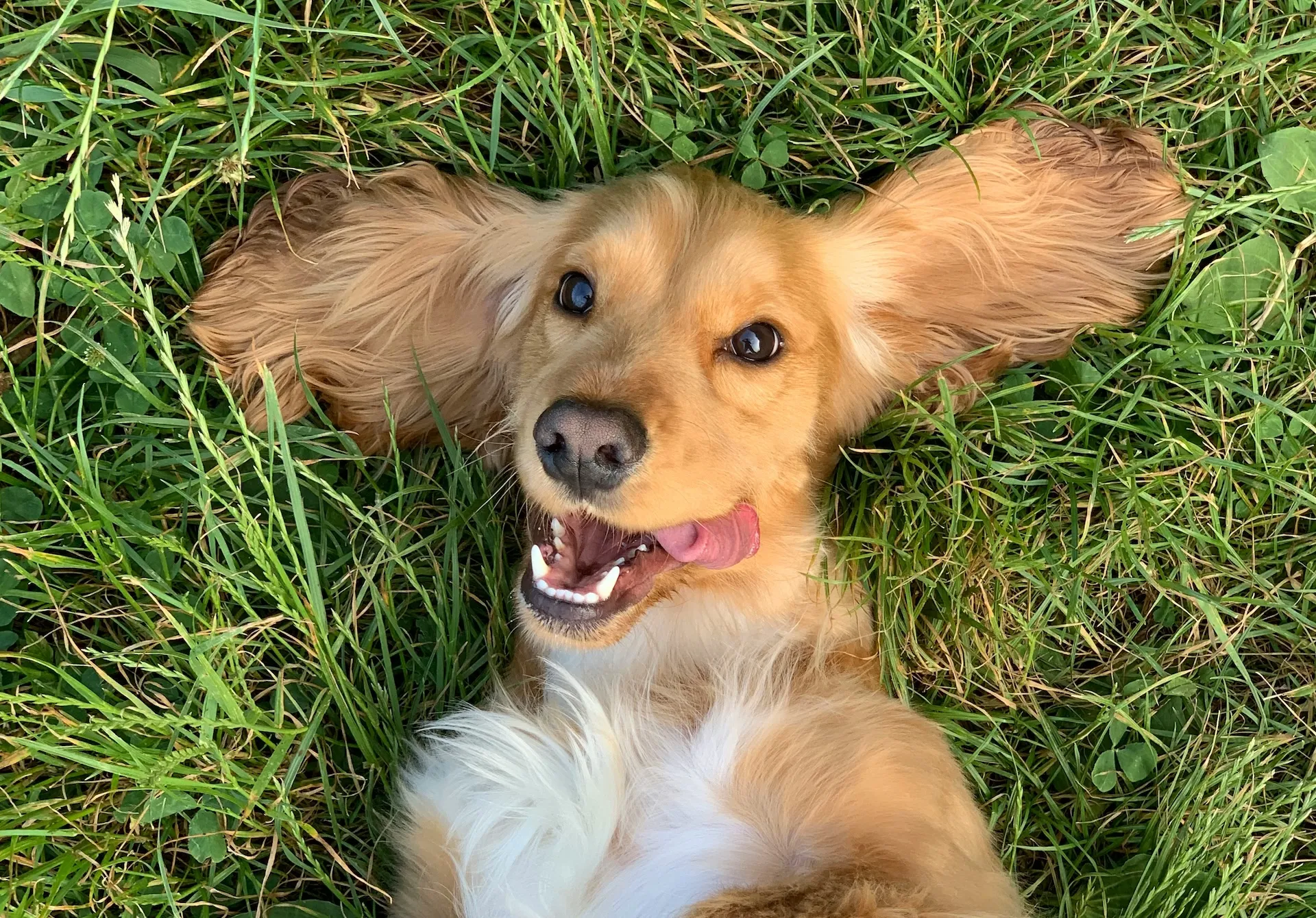 Golden-brown dog with tongue out lying on green grass, looking happy and playful