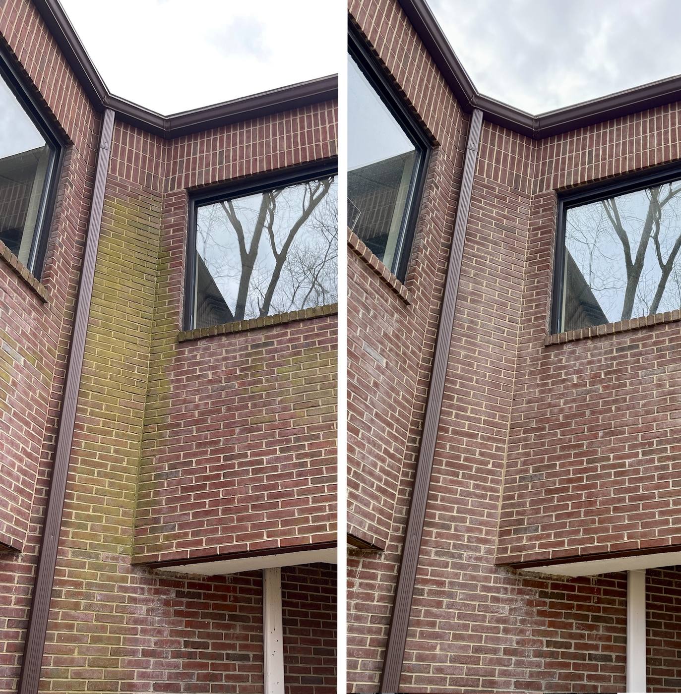Heavy green algae soft washed off a commercial brick facade in Morris County, NJ