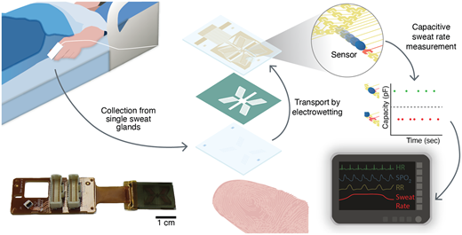 We present the first wearable device with integrated electrowetting, which collects and transports sweat from single glands and measures sweat rate for extremely low sweat rate. This enables non-invasive biomarker monitoring of hospitalized patients.
