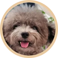 Miki, who regained weight and fur after pancreatitis recovery on BOM BOM fresh meals