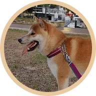 Kyubi the shiba inu with a thick, glossy coat after switching to BOM BOM