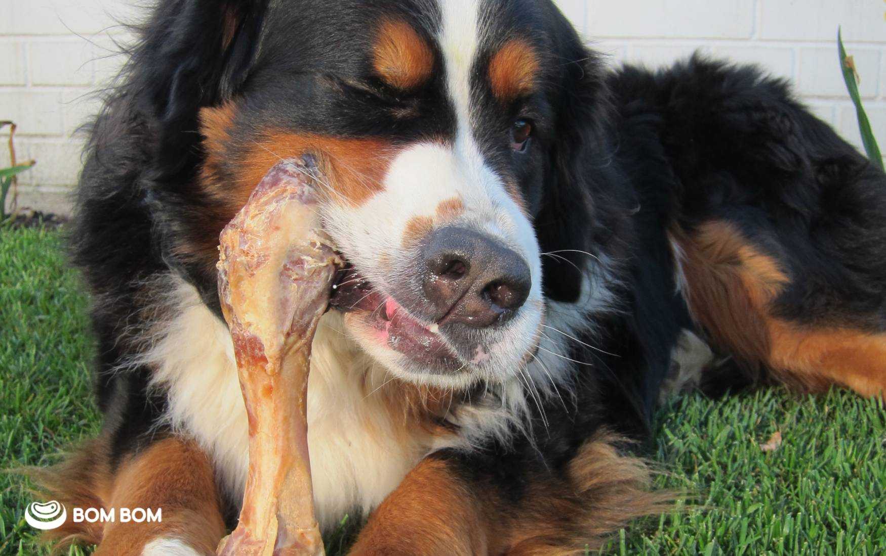 Raw meaty bones suitable for feeding safely to dogs and cats