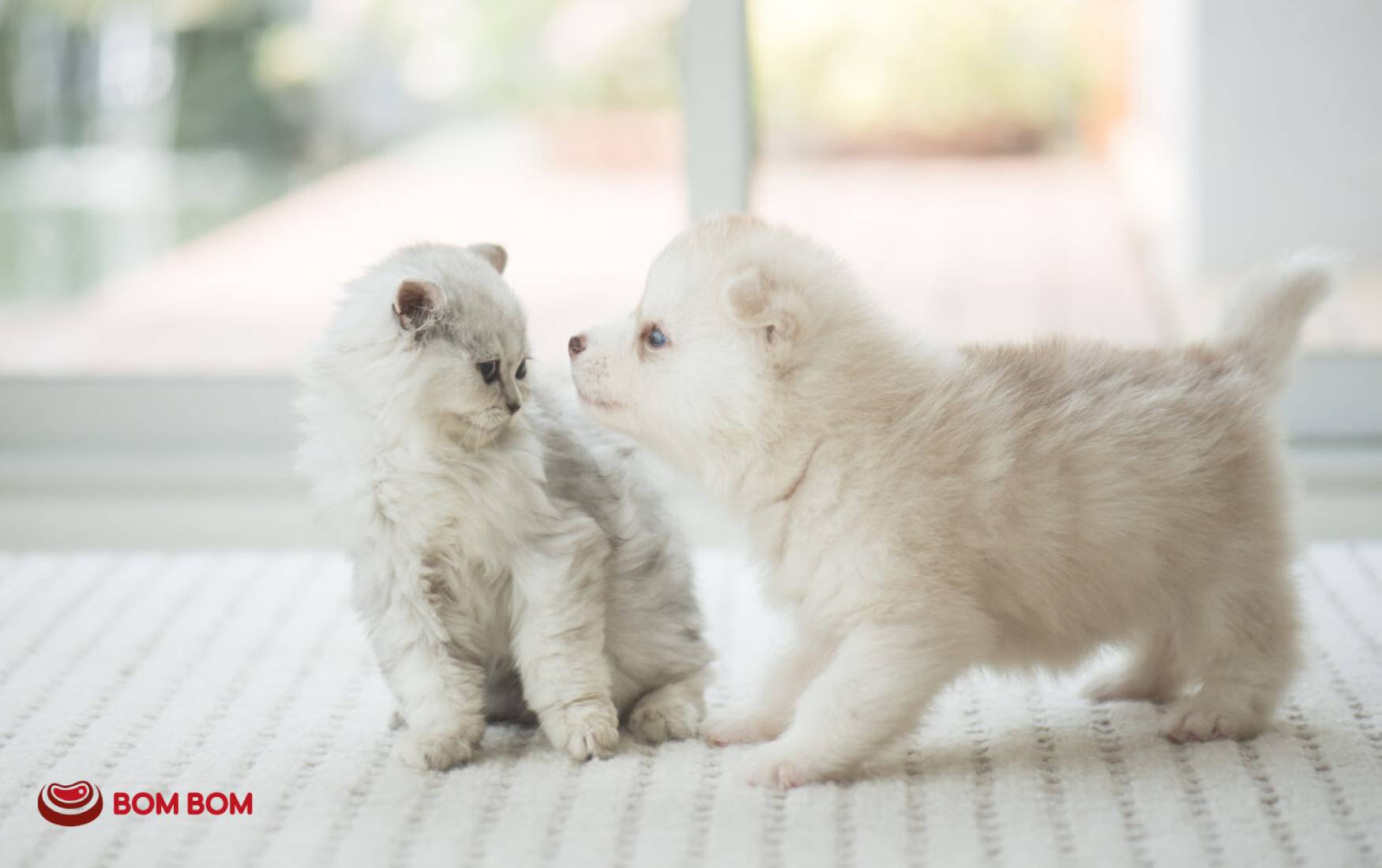 Young puppy and kitten being introduced to a fresh raw diet