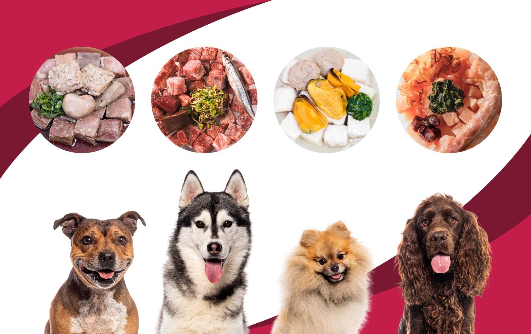 Customised fresh meal plan for a dog with digestive problems, tailored by pet nutritionists
