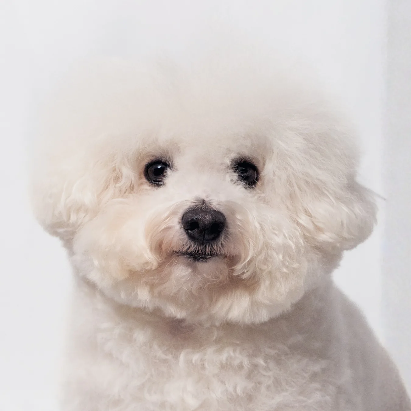 Bailey after BOM BOM, with clear eyes and tear stains under control