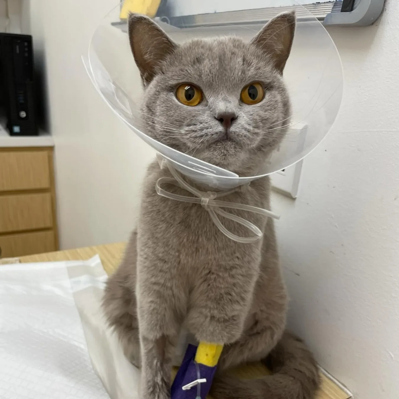 Natsu before BOM BOM, underweight at 3.3kg during FIP treatment