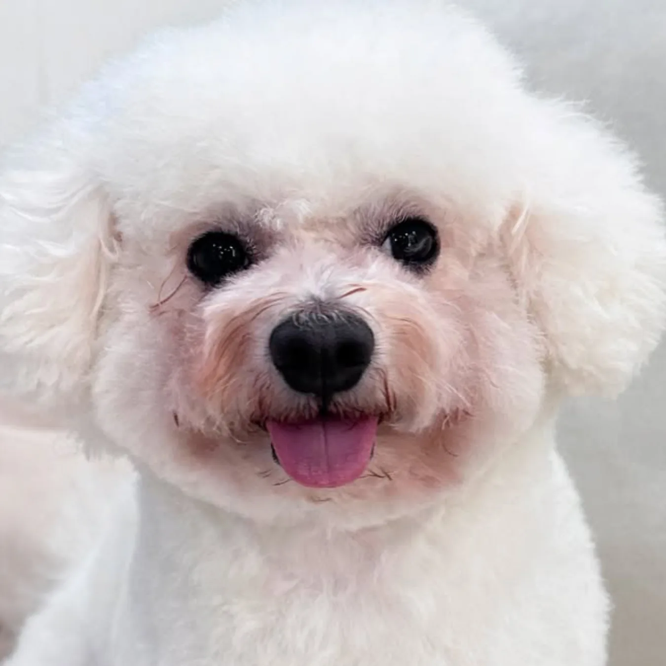 Bailey before BOM BOM, with heavy tear stains under both eyes