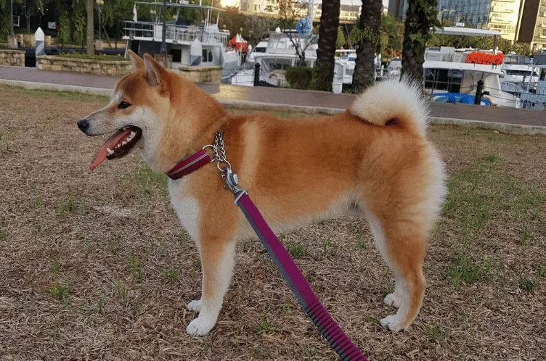 Kyubi after BOM BOM, with a thick glossy coat and calm, clear skin